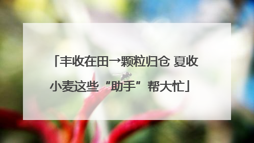 丰收在田→颗粒归仓 夏收小麦这些“助手”帮大忙